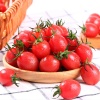 Cà chua cherry đỏ nhà trồng tự nhiên